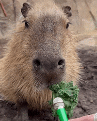 Silly-animals GIFs - Get the best GIF on GIPHY