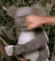 https://media0.giphy.com/media/M6eZyOtnccoN2/200.gif