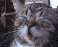 cat laughing gif