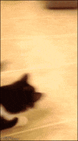 cat attack GIF