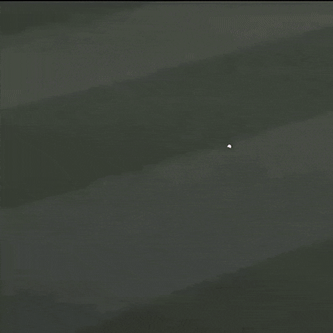 Perth Scorchers Cooper GIF