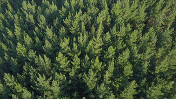 Trees GIF by Dialight Corporation