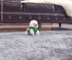 Video gif. A small fluffy puppy wears a green sweater. The dog bounces around and then comes running towards us.