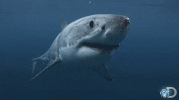 discovery channel swimming GIF