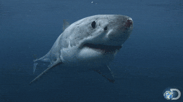 discovery channel swimming GIF