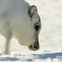 Excited Wildlife GIF by BBC America