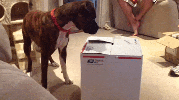 Package Usps GIF by America's Funniest Home Videos