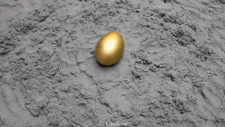 Chicken Egg GIF