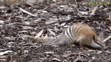 Biara Chews GIF