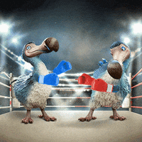 Boxing Ko GIF by Dodo Australia