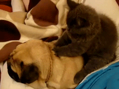 massage GIF