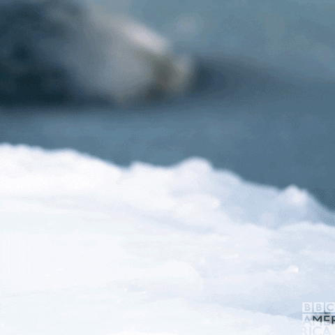 Antarctica GIF by BBC America