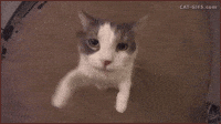 200w.gif