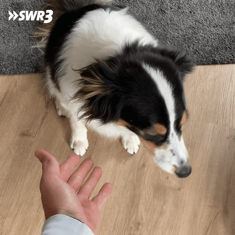 Dog Couple GIF by SWR3