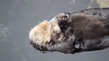 Sea Otter Mother GIF by Oceana