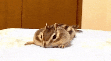 Chipmunk GIF