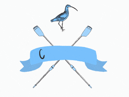 Curlew GIF