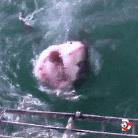 Great White Hello GIF by Shark Week