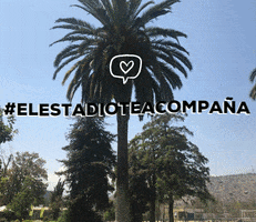 ESTADIO ISRAELITA MACCABI GIF