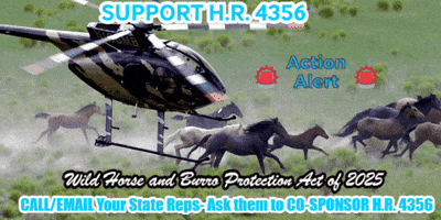 Voicescarryforanimals GIF