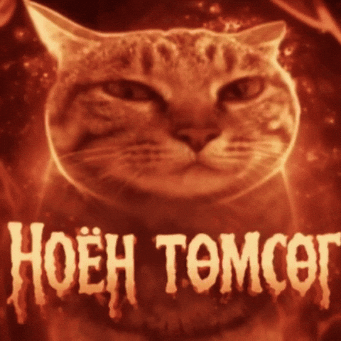 Cat Mongolia GIF