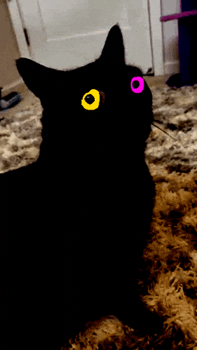 Cat Friend GIF