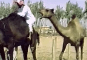 camel fail GIF