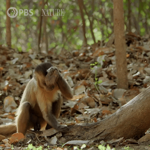Pbs Nature Monkey GIF by Nature on PBS