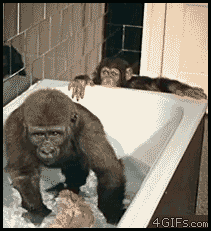 monkey gorilla GIF