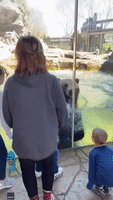 Bear Jumps Along With Children at Saint Louis Zoo