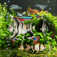 Fish Tank Aquarium GIF