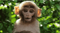 Angry Monkey GIF by STORKS - Find & Share on GIPHY