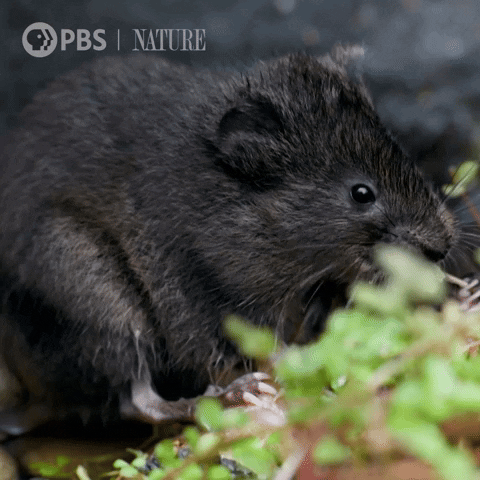 Hungry Close Up GIF by Nature on PBS