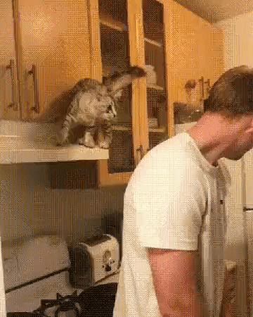 FoggyHedgehog  GIF