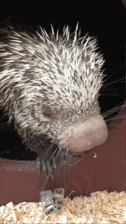 Porcupine Eating GIF by Valley Zoo Development Society