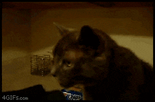 cat whoops GIF