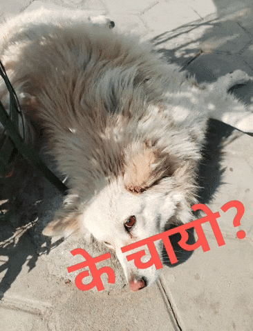 क चय GIF
