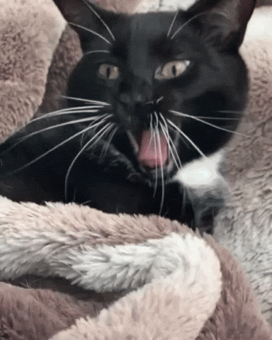 MrsCopyCat cat laughing funny cat too funny GIF