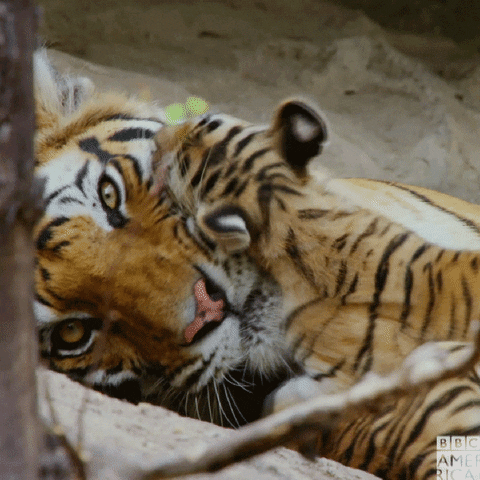 Tiger Day GIFs - Get the best GIF on GIPHY
