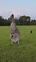 New South Wales Australia GIF by Storyful