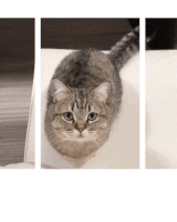 Cat Split Depth GIF
