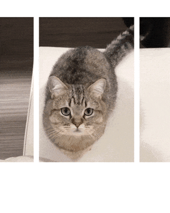 giphy.gif