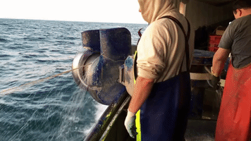 Lake Erie Fish GIF