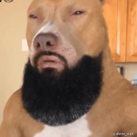 Dog Whatever GIF