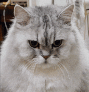 White Cat GIF
