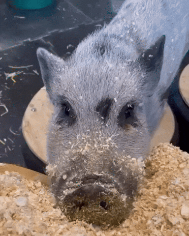 Pig Hamlet GIF by Valley Zoo Development Society