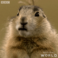 Natural World What GIF by BBC Earth