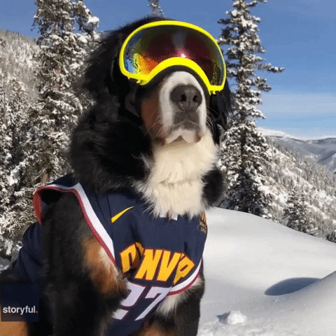 Denver Nuggets Dog GIF by Storyful