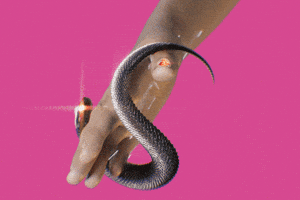 Art Pink GIF by Prismatis