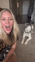 Tough Crowd!  Husky Howls and Baby Cries as Mom Belts Out Bon Jovi Classic